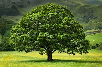 God's Family Tree